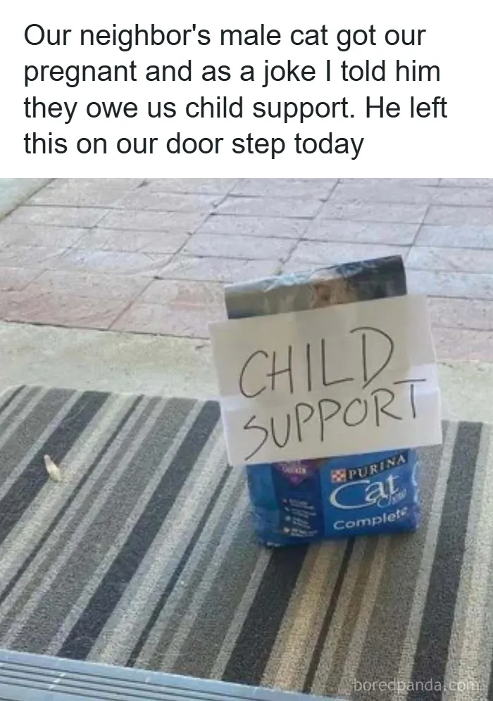 Bag of cat food left on doorstep with a child support sign, part of funny and wholesome animal posts to cleanse your feed.