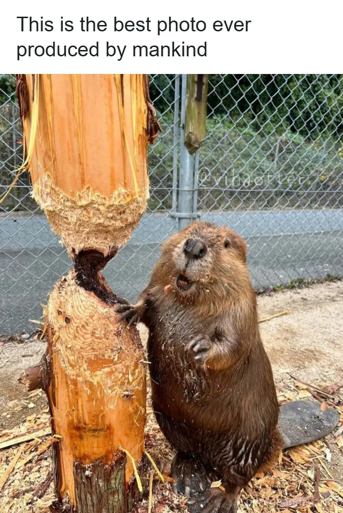 If You’re Not In A Festive Mood, These 103 Cute And Funny Animals Might Brighten Your Day