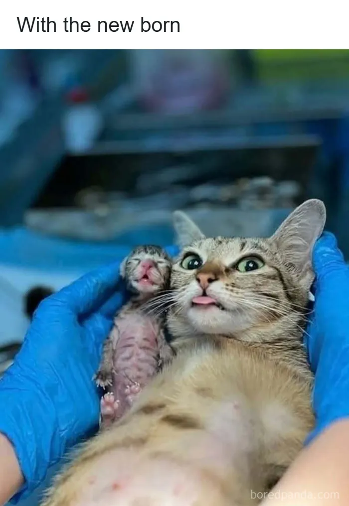 If You’re Not In A Festive Mood, These 103 Cute And Funny Animals Might Brighten Your Day