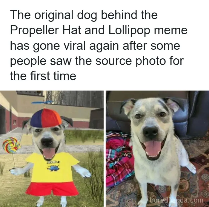 Funny and wholesome animal posts featuring the original dog behind the viral Propeller Hat and Lollipop meme.