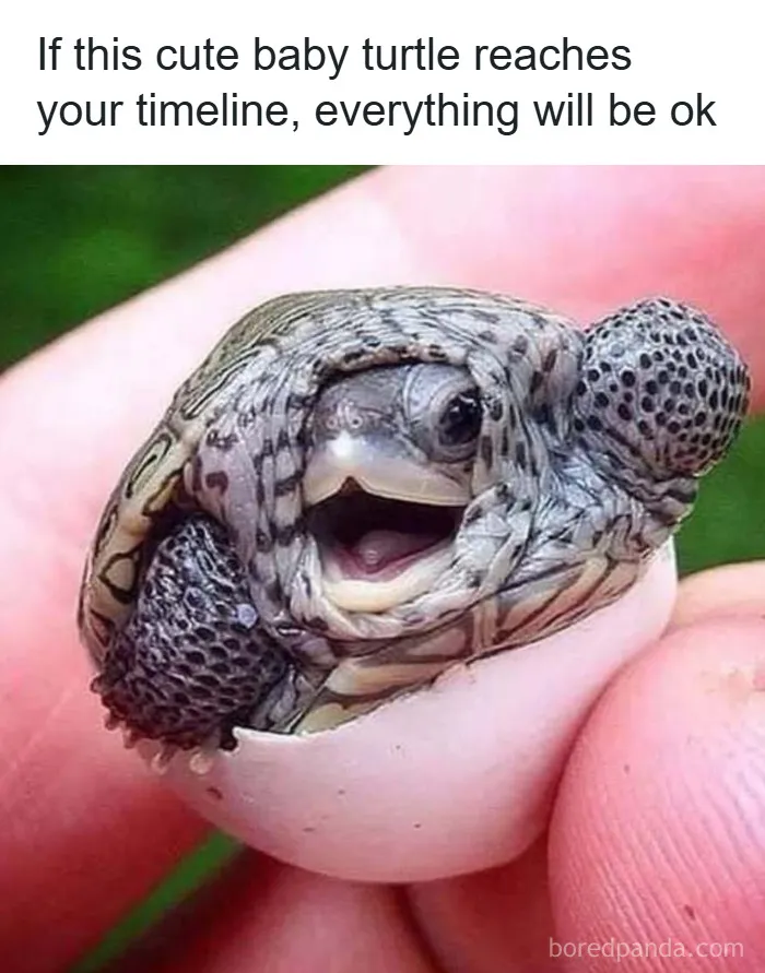 Baby turtle hatching from egg, one of many funny and wholesome animal posts to cleanse your feed with joy and cuteness.