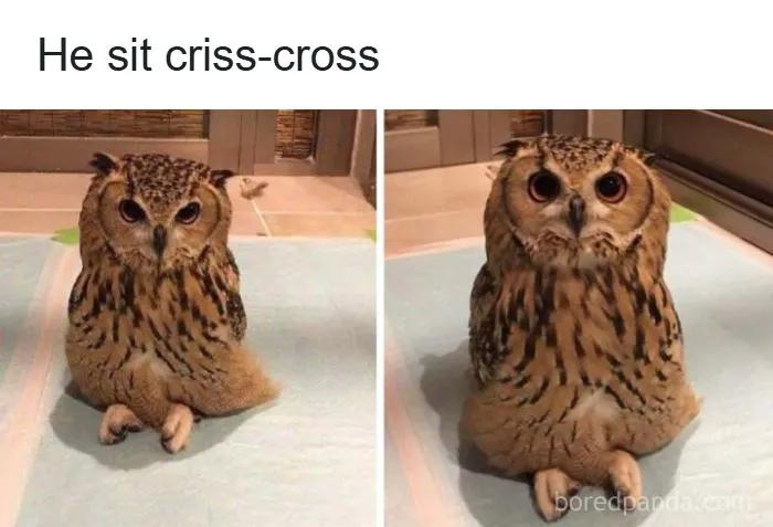 If You’re Not In A Festive Mood, These 103 Cute And Funny Animals Might Brighten Your Day