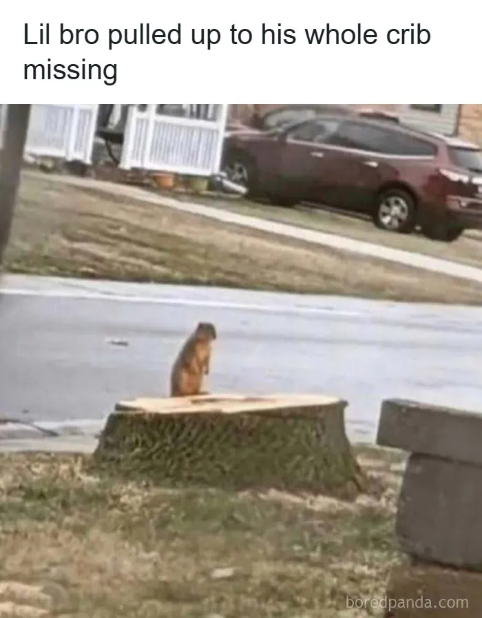 Small animal sitting on a large tree stump in a neighborhood, showcasing funny and wholesome animal moments to cleanse your feed.