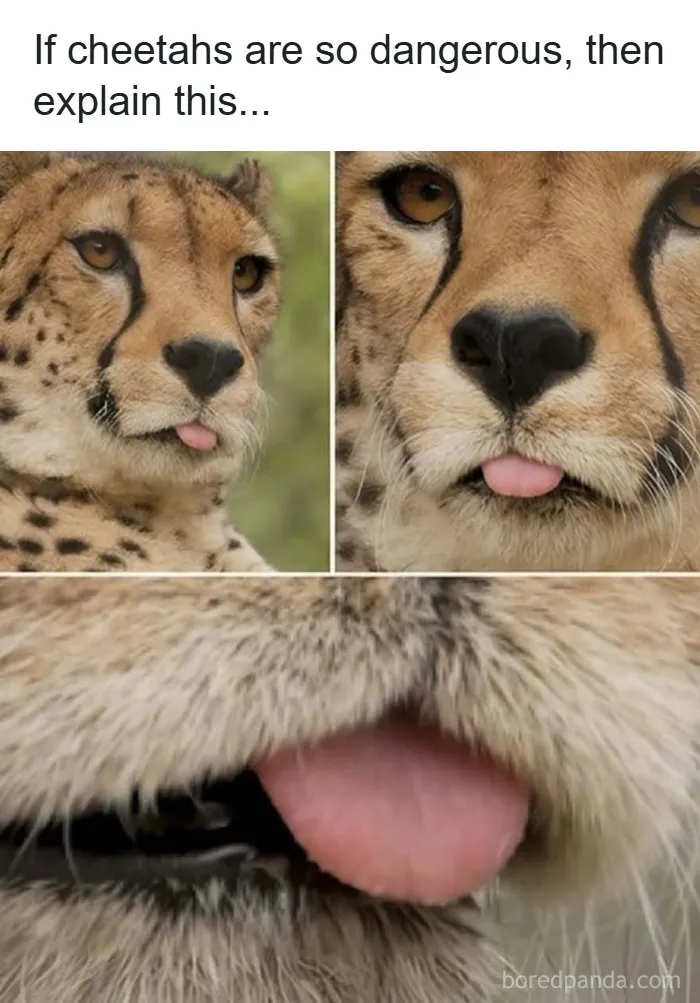 Close-up images of a cheetah playfully sticking out its tongue in a funny and wholesome animal moment.