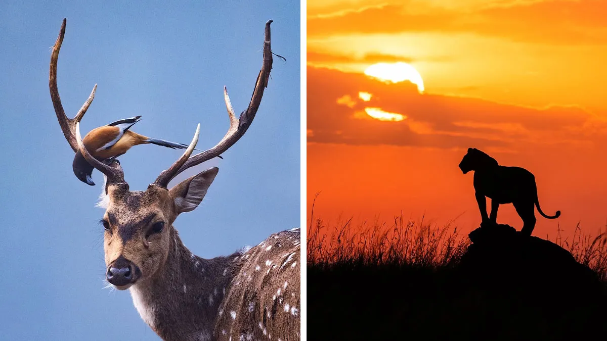 41 Times This Photographer Was At The Right Place At The Right Moment In The Wild