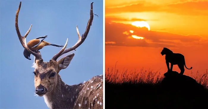 41 Times This Photographer Was At The Right Place At The Right Moment In The Wild