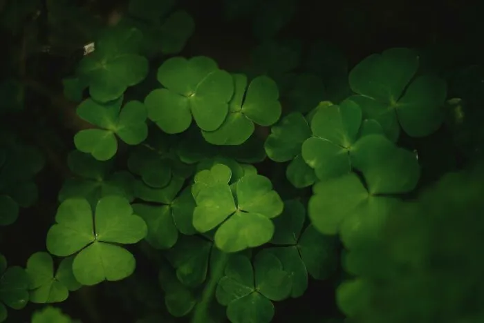 Close-up of deep green clover leaves in low light, illustrating nature's calm contrast to public speaking dilemmas.