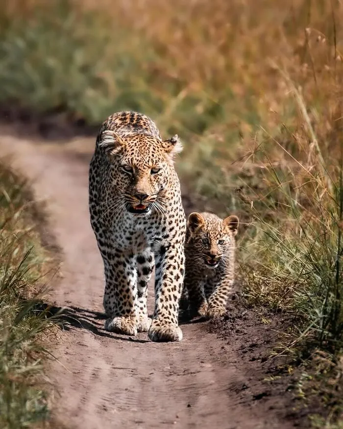 41 Times This Photographer Was At The Right Place At The Right Moment In The Wild
