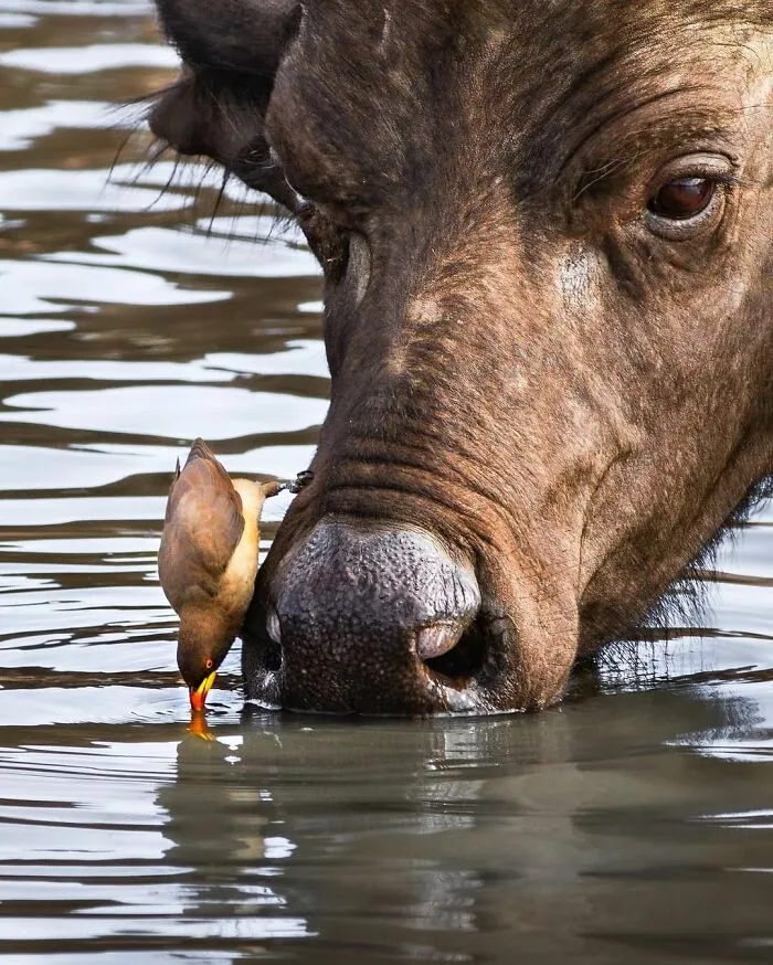 41 Times This Photographer Was At The Right Place At The Right Moment In The Wild