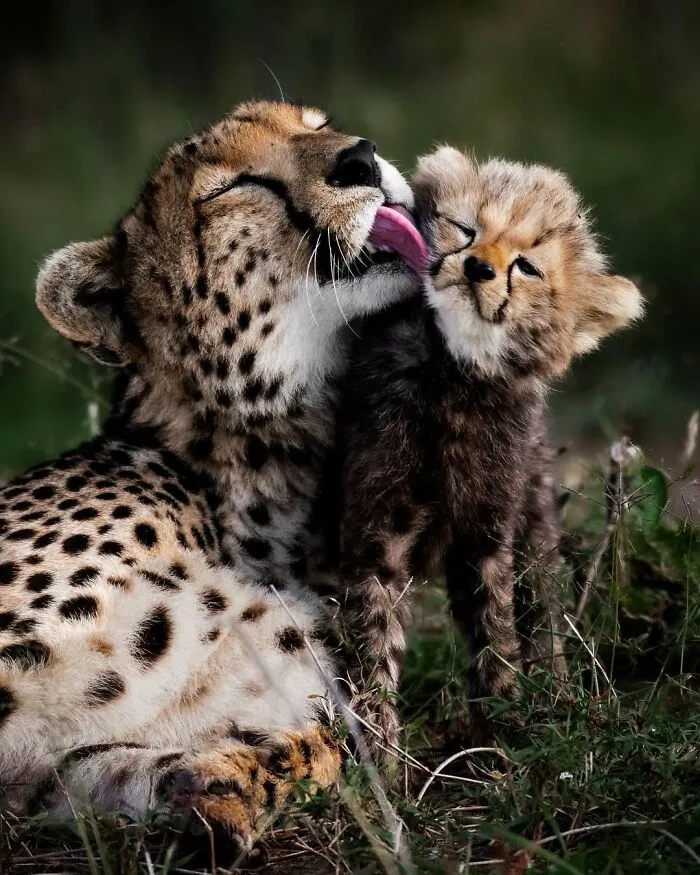 41 Times This Photographer Was At The Right Place At The Right Moment In The Wild
