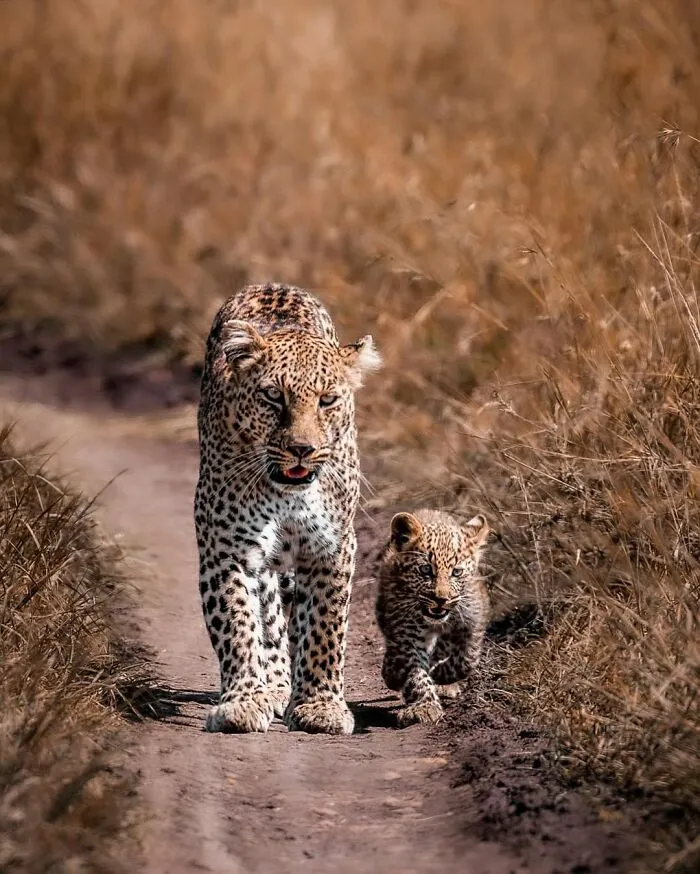 Leopard mother and cub walking on a dirt path in the African wild captured by a wildlife photographer.