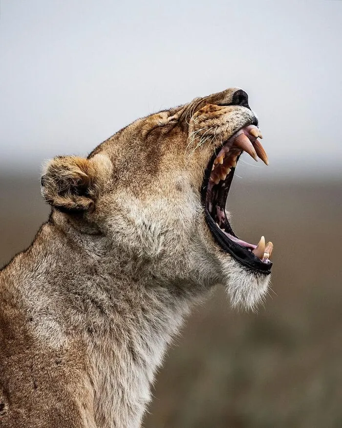 Lioness yawning with sharp teeth visible in a close-up shot, showcasing African wild wildlife photography moments.