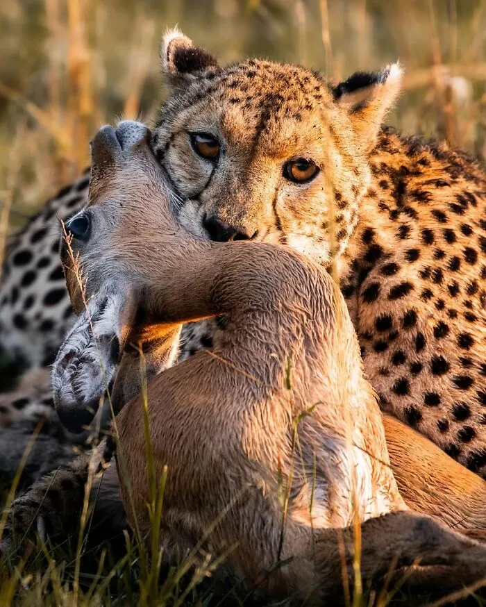 Cheetah hunting an impala in the African wild, showcasing dramatic wildlife moments in natural grassland habitat.