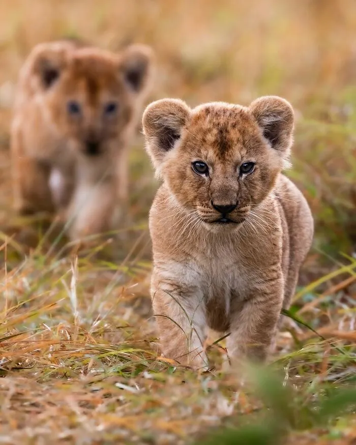 Two lion cubs walking in the grass, showcasing breathtaking moments from the African wild captured by wildlife photography.