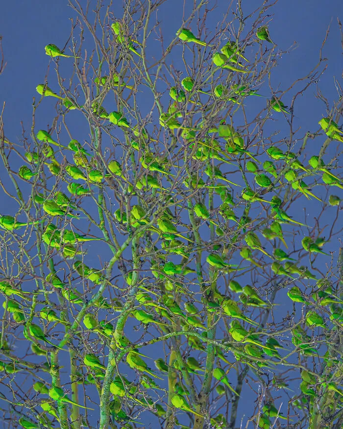 I Thought Winter Had Turned Green In London, Until I Realized It Was A Thousand Parakeets (35 Pics)