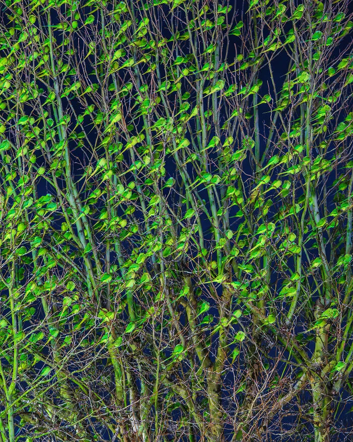 I Thought Winter Had Turned Green In London, Until I Realized It Was A Thousand Parakeets (35 Pics)