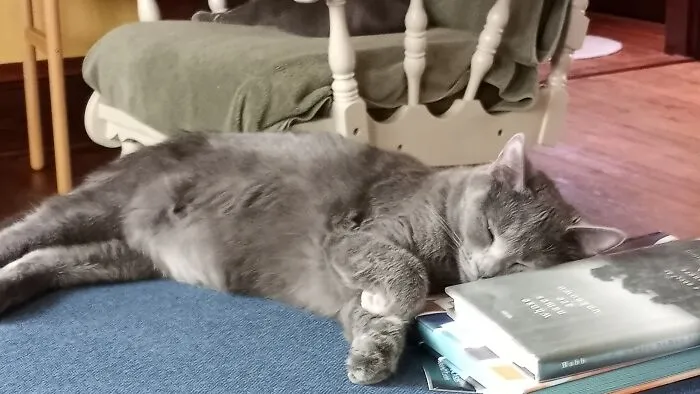 Reading Makes Abby Sleepy