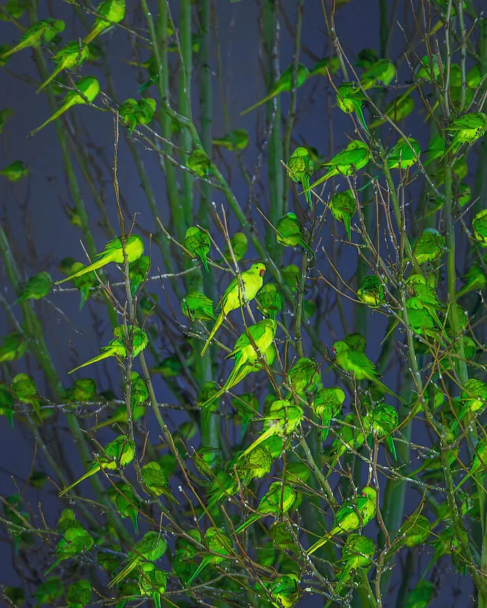 I Thought Winter Had Turned Green In London, Until I Realized It Was A Thousand Parakeets (35 Pics)