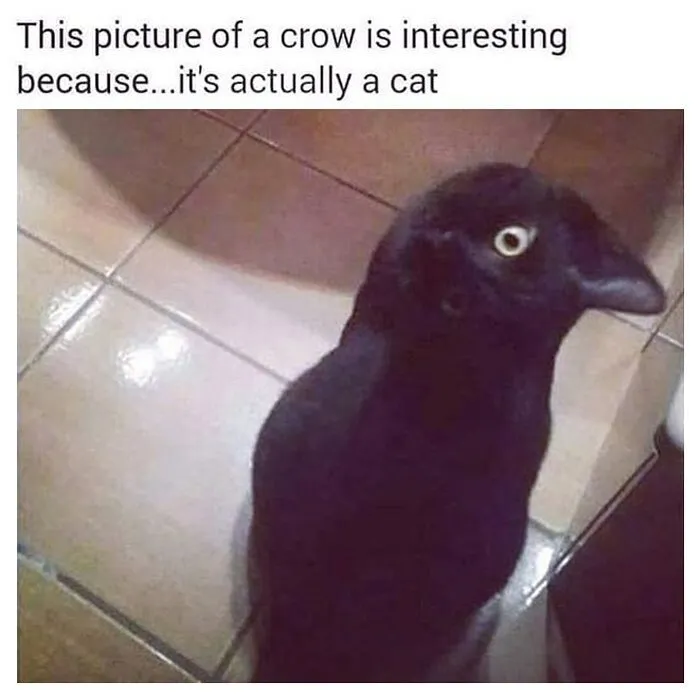 50 Goth Memes That Prove Humor Can Be As Dark As Your Wardrobe