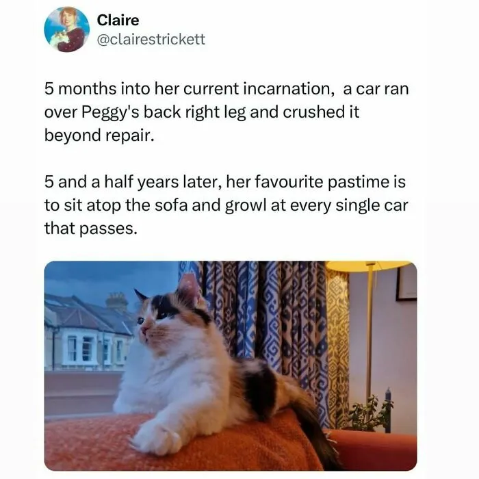 50 Times Cats Were "Weird Little Guys" And Got Featured On This Popular IG Account (New Pics)