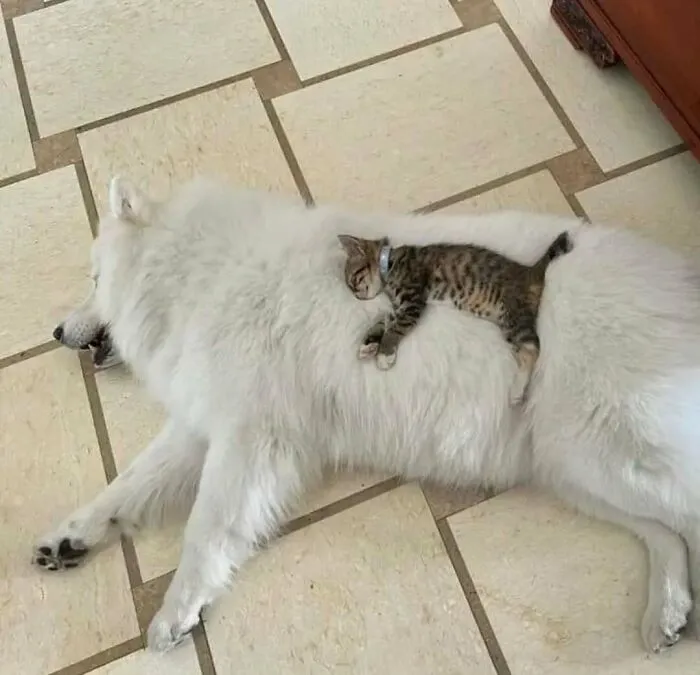 50 Times Cats Were "Weird Little Guys" And Got Featured On This Popular IG Account (New Pics)