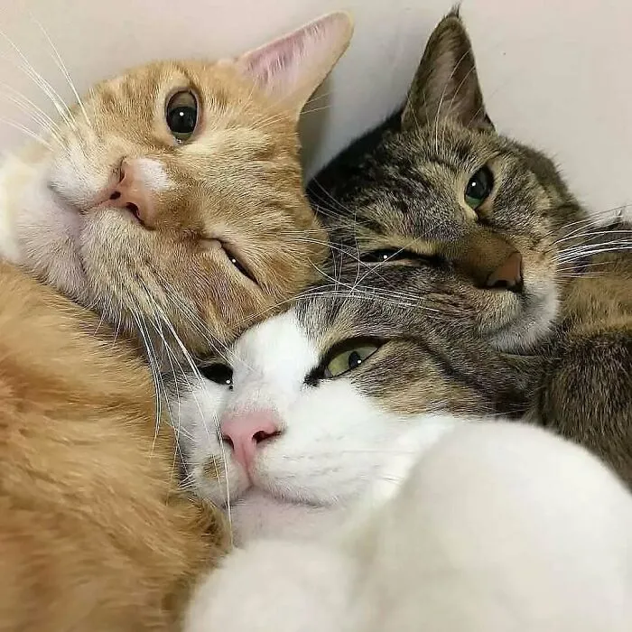 37 Cats And Dogs Caught Being Unreasonably Cute For Absolutely No Reason