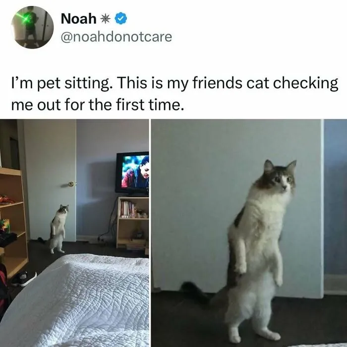 50 Times Cats Were "Weird Little Guys" And Got Featured On This Popular IG Account (New Pics)