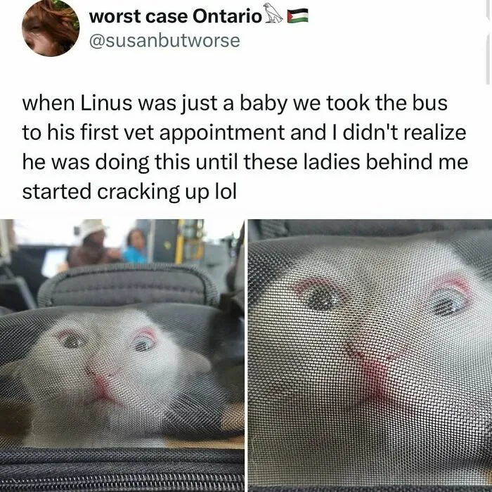 50 Times Cats Were "Weird Little Guys" And Got Featured On This Popular IG Account (New Pics)