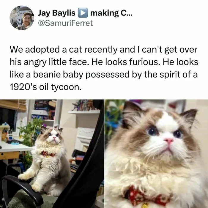 50 Times Cats Were "Weird Little Guys" And Got Featured On This Popular IG Account (New Pics)