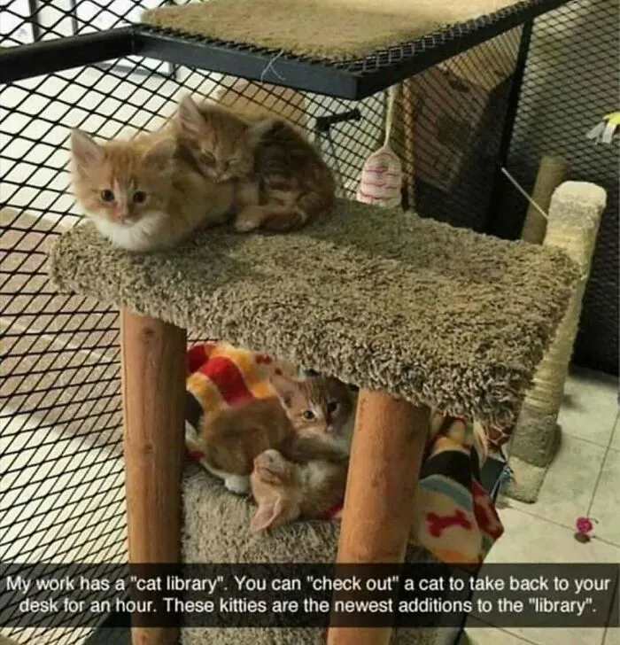 Two kittens resting on a carpeted cat tree with other cats below in a cozy enclosure, showing weird little cats behavior.