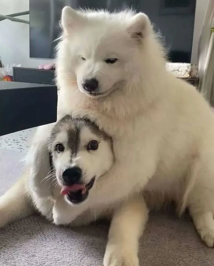 37 Cats And Dogs Caught Being Unreasonably Cute For Absolutely No Reason