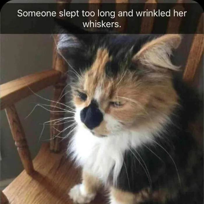 50 Times Cats Were "Weird Little Guys" And Got Featured On This Popular IG Account (New Pics)