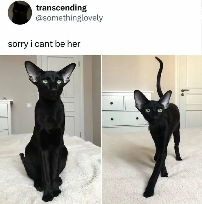 50 Times Cats Were "Weird Little Guys" And Got Featured On This Popular IG Account (New Pics)
