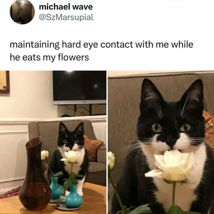 50 Times Cats Were "Weird Little Guys" And Got Featured On This Popular IG Account (New Pics)