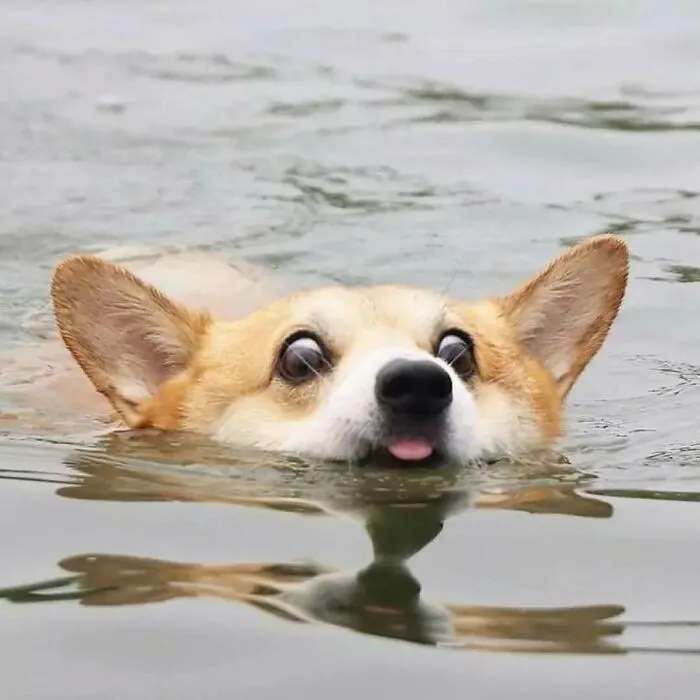 37 Cats And Dogs Caught Being Unreasonably Cute For Absolutely No Reason