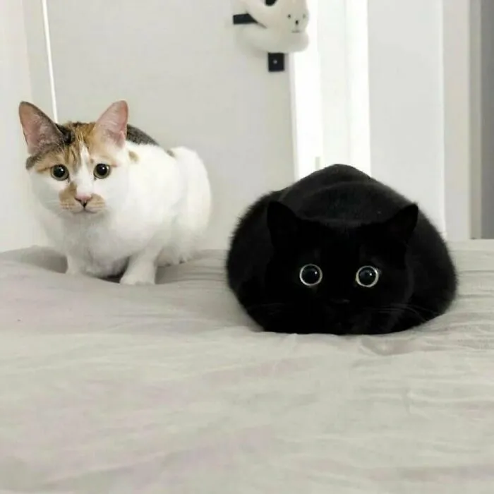 50 Times Cats Were "Weird Little Guys" And Got Featured On This Popular IG Account (New Pics)