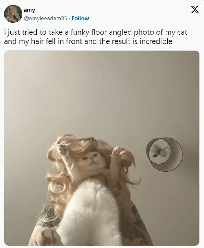 Hilarious-Cat-Memes-Pics