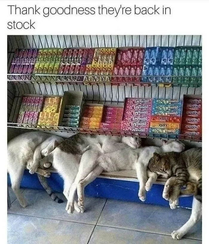 50 Funny And Adorable Cat Memes For Anyone Who’s Obsessed With Them
