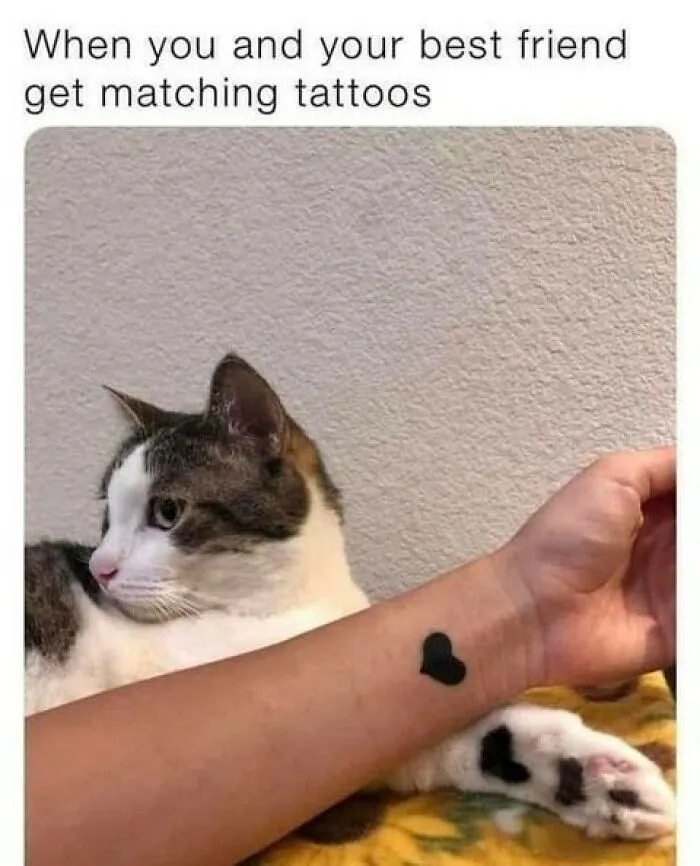 50 Funny And Adorable Cat Memes For Anyone Who’s Obsessed With Them