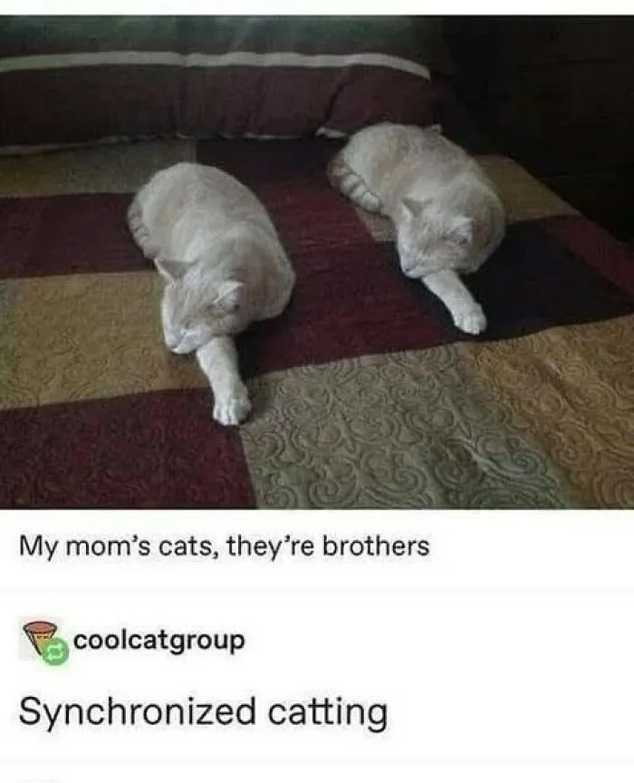 50 Funny And Adorable Cat Memes For Anyone Who’s Obsessed With Them