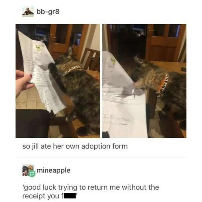 50 Funny And Adorable Cat Memes For Anyone Who’s Obsessed With Them