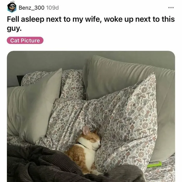 Orange and white cat sleeping cozily among patterned pillows, showcasing cats being weird little guys in a funny meme.