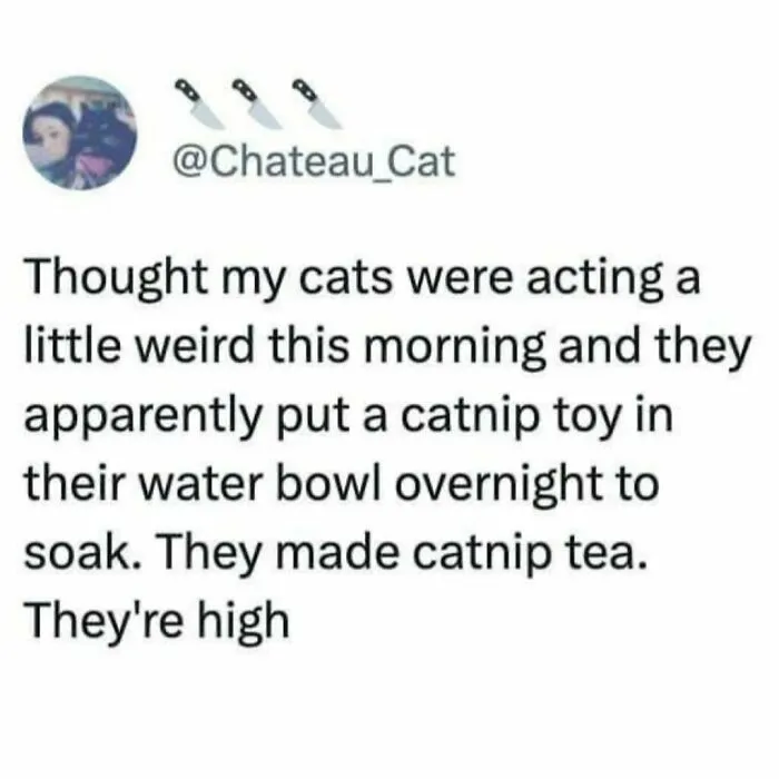 50 Times Cats Were "Weird Little Guys" And Got Featured On This Popular IG Account (New Pics)