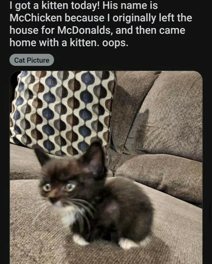 50 Funny And Adorable Cat Memes For Anyone Who’s Obsessed With Them