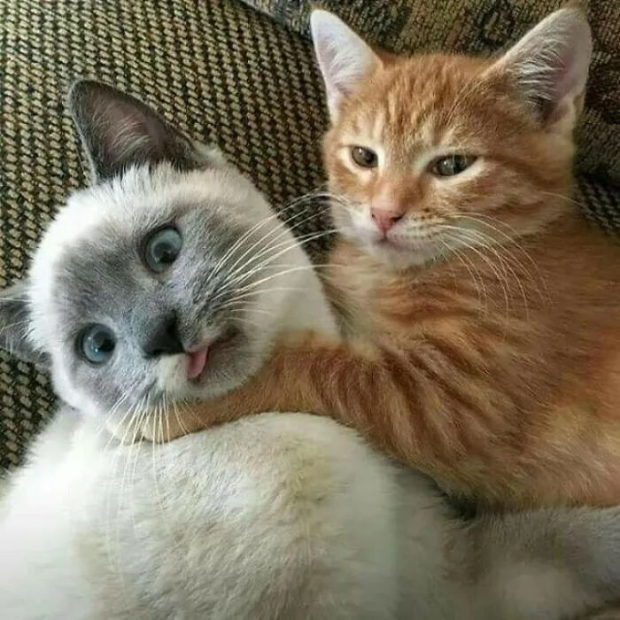 37 Cats And Dogs Caught Being Unreasonably Cute For Absolutely No Reason