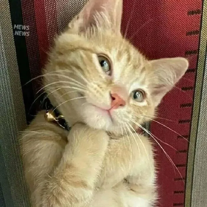 37 Cats And Dogs Caught Being Unreasonably Cute For Absolutely No Reason