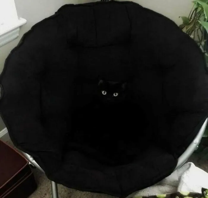 Black cat blending into a black cushion with bright eyes visible, showcasing cats being weird little guys in a cozy chair.