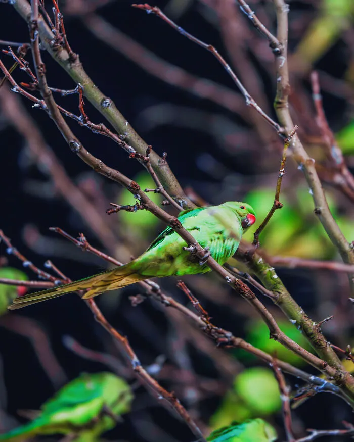I Thought Winter Had Turned Green In London, Until I Realized It Was A Thousand Parakeets (35 Pics)