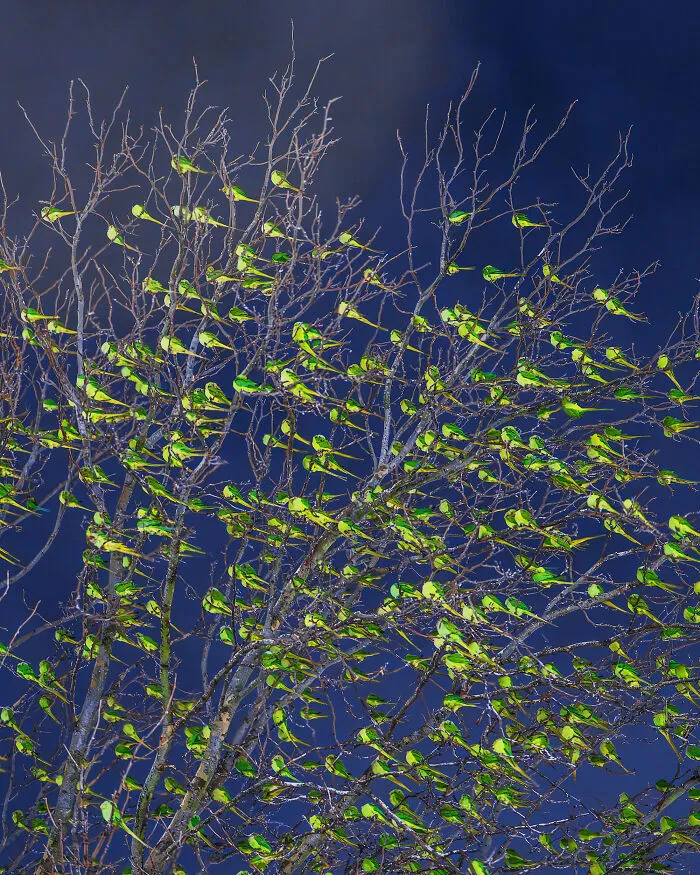 I Thought Winter Had Turned Green In London, Until I Realized It Was A Thousand Parakeets (35 Pics)