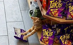 56 Cute Photos Of Bodega Cats That Feel Like Masters Of The Shops
